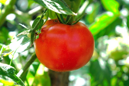 Closeup of a tomato in the garden