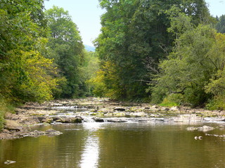 Forest stream