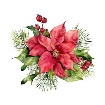 Watercolor poinsettia with Christmas floral decor. Hand painted traditional flower and plants: holly, mistletoe, berries and fir branch isolated on white background. Holiday print.