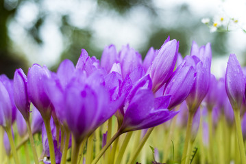 Beautiful violet crocus flowers in the garden.