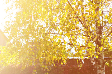 Obraz na płótnie Canvas Birch leaves in autumn