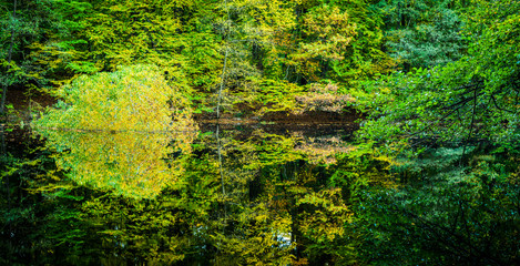 Fototapeta na wymiar Beautiful autumn colored trees reflected in a small forest pond