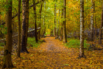 Fototapeta premium autumn trees in the forest. fallen trees