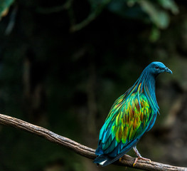 Iridescent Blue, Green and Orange Plumage on a Nicobar Pigeon Against an Earth Toned Background