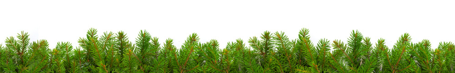 Everygreen branches on white