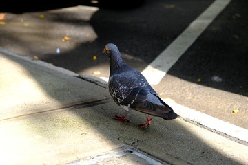 Street pigeon