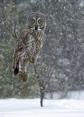 Naklejka premium Great Grey Owl Stormy Day