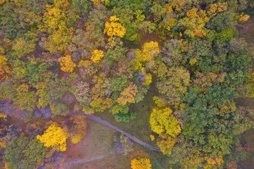 Aerial view of colorful forest