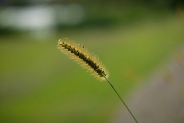 Green fuzzy plant