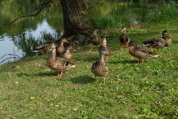 Ducks on grass