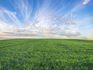 Fototapeta na wymiar green field, panorama