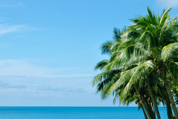 Beautiful tropical beach and sea with coconut palm tree on blue sky in phuket island boost up.