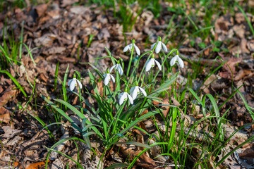 Snowdrop