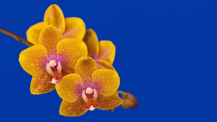 Obraz na płótnie Canvas beautiful orchid flower blooming on blue