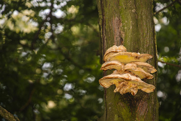 Yellow honey agarics