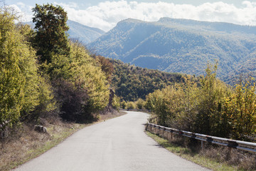 Road in the forest