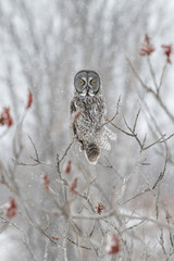 Great Grey Owl in Snowy Sumac - 178604716