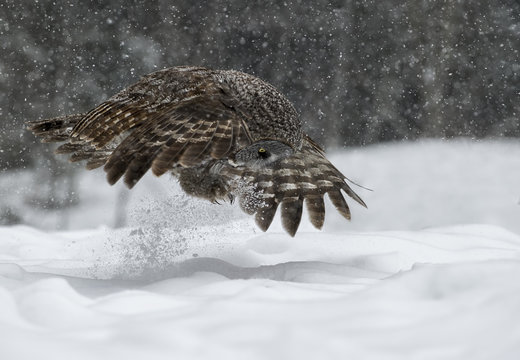 Great Grey Owl Pouncing