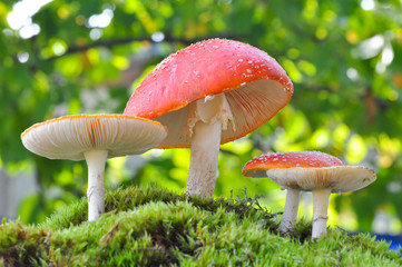Amanita muscaria, Fly Agaric in moss in forest. Magic mushrooms background