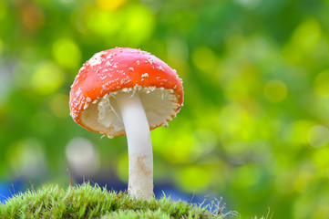 Amanita muscaria, Fly Agaric in moss in forest. Magic mushrooms background