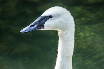 Swan