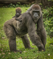 Naklejka premium Mama and baby
