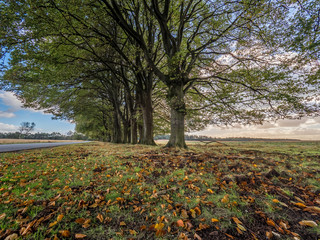 Veluwe,Netherlands