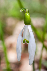  Snowdrop(Galanthus nivalis)
