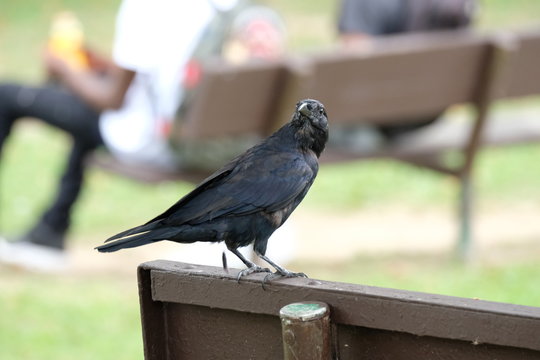 Crow on a park bench