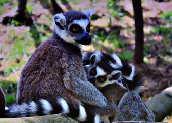 Lemur in ZOO