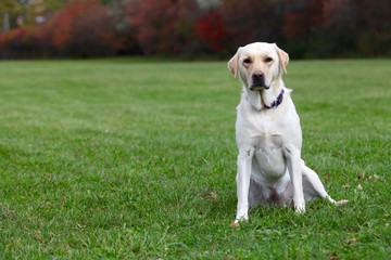 Portrait of a yellow labrador outdoors in the grass