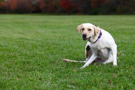 Portrait of a yellow labrador scratching an itch outdoors in the grass