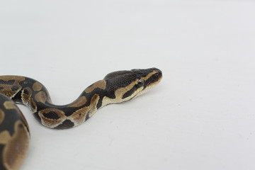 Normal ball python