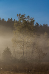 Nebelschwaden ziehen über den Wald in der Morgendämmerung