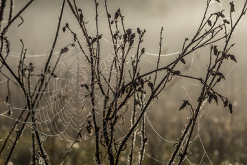 Spinnennetz im Morgentau bei Nebel