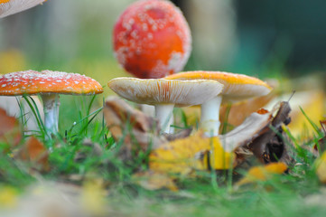 Group of Cluster or Fly Agaric grass. Magic mushrooms amanita muscaria background