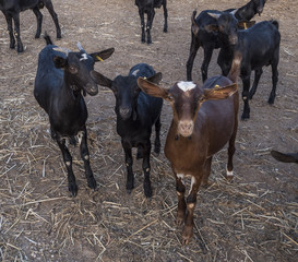 Cabras