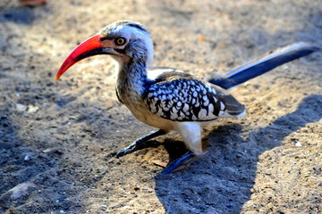 Southern red-billed Hornbilled