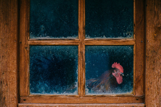 Cock Portrait. Chicken In Henhouse. Funny Domestic Animal Looking Through Old Vintage Wooden Reflected Dirty Window. Atmospheric And Mood Photography. Chicken Coop. Odd Bizarre Wildlife Concept.