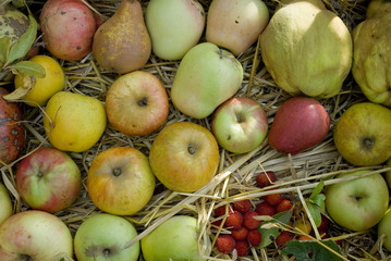 Basket full of seasoned fruits just harvested from the garden trees: apple, pear, grapefruit, grape, pomegranate, almonds, quince, leaning on a straw bed, autumn, October, November, Italy