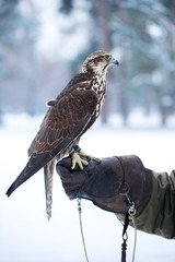 Falcon sits on a hand