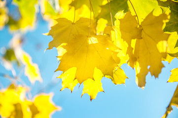 A beautiful backdrop of maple trees in autumn with yellow leaves. Out of focus.