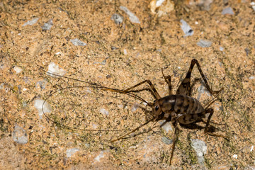 A close up of a Camel Cricket