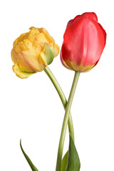 Obraz premium Flowers, pair tulips isolated on a white background
