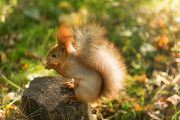 Naklejka na ściany i meble the squirrel sits on the stump and eats