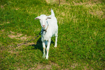 Obraz premium Domestic goats outdoor