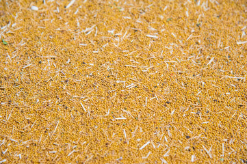 Mustard seeds in the mustard powder factory