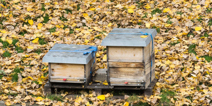 Bienenst&ouml;cke im Herbst