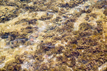 Tropical warm water of Caribbean sea with transparent sea bottom and rocks. Antigua, Caribbean island 
