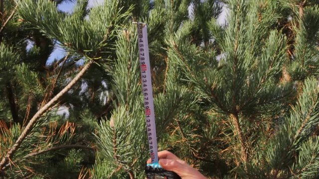 Measurement of pine branches with a construction tape measure in the forest